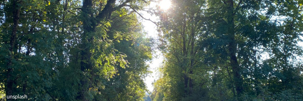 Bäume und Himmel
